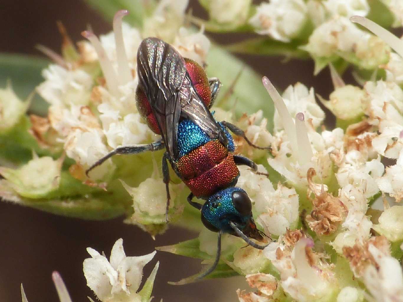 Il solito Chrysidae